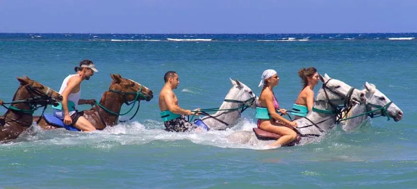 horses walking through shallow ocean water